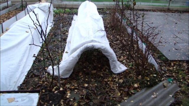 Размножение шиповника черенками в домашних условиях: весной, летом, осенью