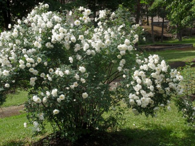 Шиповник с белыми цветами: названия, сорта, фото, польза, как посадить