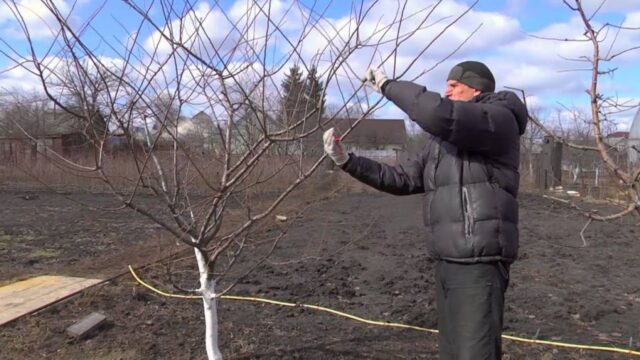 Сорт яблони Солнышко: фото и описание, характеристика, отзывы садоводов