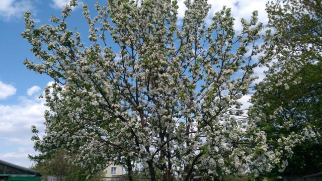 Сорт яблони Уралец: фото и описание, отзывы