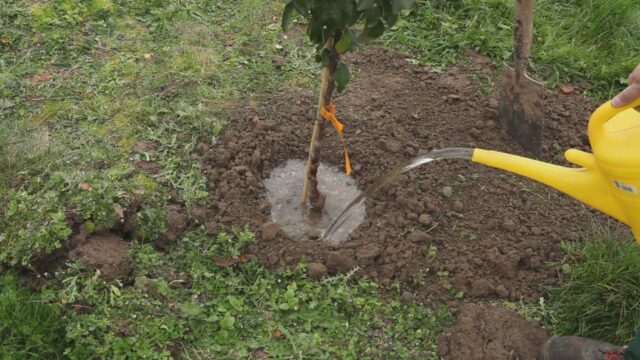 Яблоки Глостер: фото и описание сорта, страна происхождения, отзывы