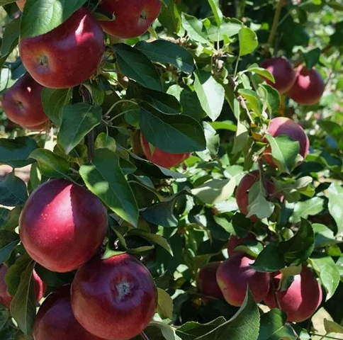 Сорт яблок Моди: фото и описание, вкус, сроки плодоношения, отзывы