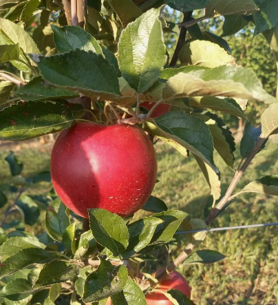 Сорт яблок Моди: фото и описание, вкус, сроки плодоношения, отзывы